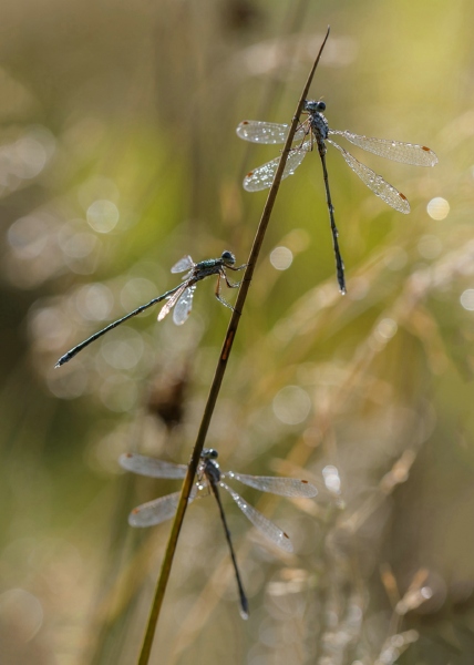 Cameraclub Halle - Yvan Lefaible - dauw